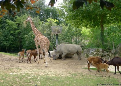 Parc et zoo : quelles différences ?